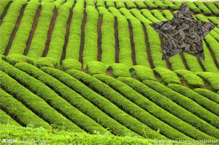 Gunpowder Tea suppliers