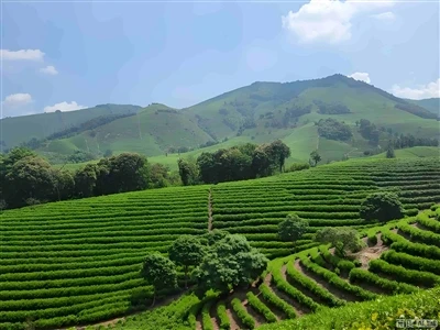 Decoding the Optimal Science Behind Bulk Tea Products: Quality Control from Tea Plantations to Trade Decoding the Optimal Science Behind Bulk Tea Products: Quality Control from Tea Plantations to Trade